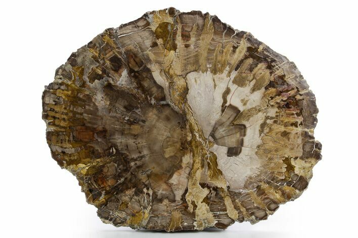 Polished Petrified Wood (Araucaria) Round - Madagascar #361325